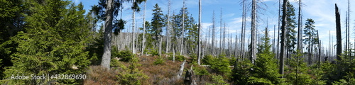 Panoramic view of thinned out forest. Catastrophic forest dieback due to monoculture of spruce trees, caused by climate change, drought and immense increase of bark beetles, near Brocken Harz, Germany