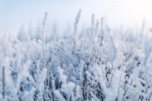 winter frost details on a frozen beautiful plant in alaska