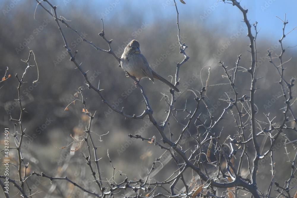 A canyon towhee perched on a thin branch in the Chiricahua Mountain wilderness, Cochise county, southeastern Arizona. A canyon towhee perched on a thin branch in the Chiricahua Mountain wilderness, Cochise county, southeastern Arizona.