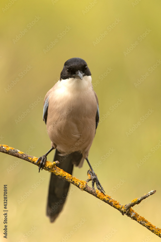 Obraz premium Azure-winged magpie in the late afternoon lights on a willow branch after a bath