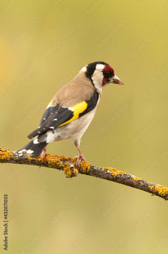 European goldfinch with the last evening lights on an ash branch European goldfinch with the last evening lights on an ash branch