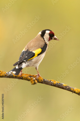 European goldfinch with the last evening lights on an ash branch © Jesus