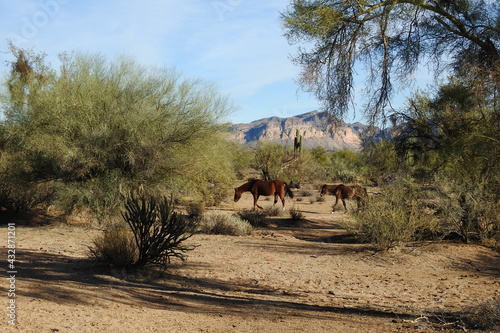 Wild horses living in the Lower Salt River Area, in the Sonoran Desert, Mesa, Arizona. photo