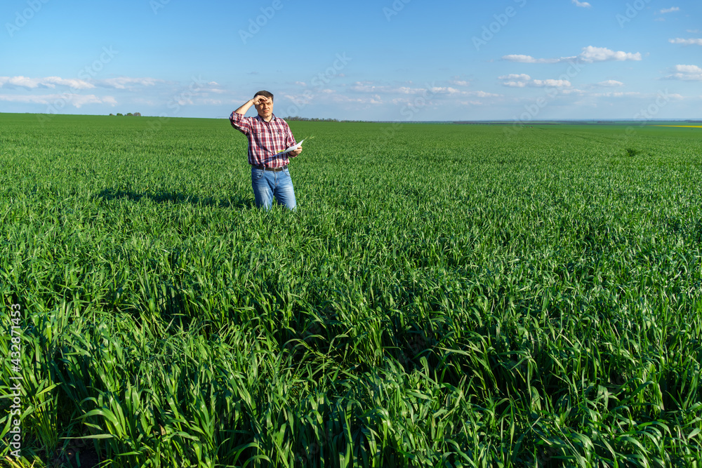 a man as a farmer poses in a field, dressed in a plaid shirt and jeans, checks reports and inspects young sprouts crops of wheat, barley or rye, or other cereals, a concept of agriculture and agronomy