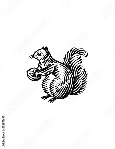woodcut illustration of squirrel