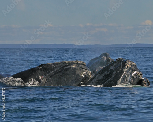 Several male North Atlantic Right Whales engage in courtship - Grand Manan, Bay of Fundy, Canada