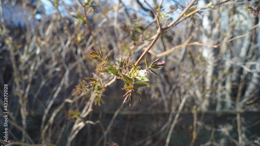 small blooming leaves on bare gray branches spring