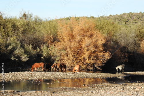 Wild horses living in the Lower Salt River Area, in the Sonoran Desert, Mesa, Arizona. photo