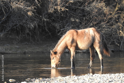 A wild horse living in the Lower Salt River Area, in the Sonoran Desert, Mesa, Arizona. photo