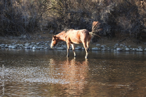 A wild horse living in the Lower Salt River Area, in the Sonoran Desert, Mesa, Arizona.