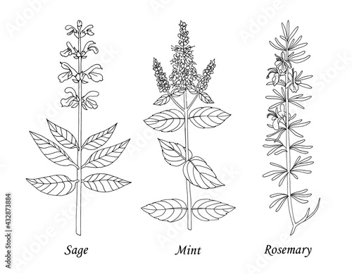 Drawing sage, mint, rosemary. Hand drawn black realistic outline vector illustration.