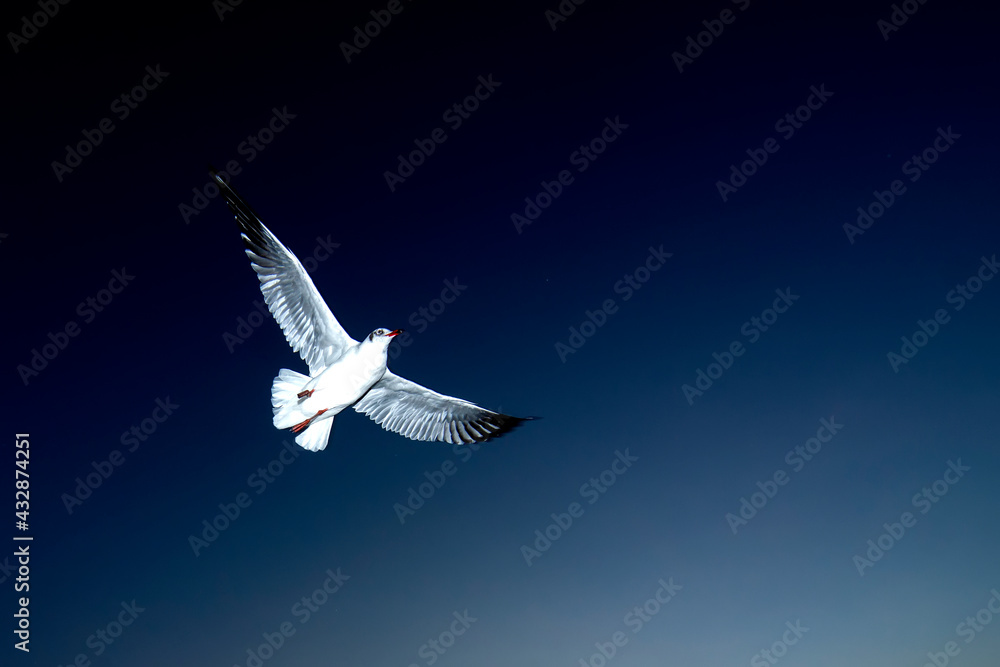 The seagulls fly freely on the background of the blue sky. The seagulls fly freely on the background of the blue sky.