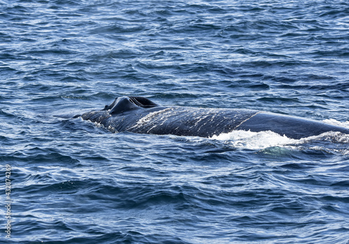 A side view of a surfacing Humpback whale (Megaptera novaeangliae) with two open nostrils (blowholes) visible on the top of its head. Whale nostrils open only to inhale or exhale (blow). Copy space.