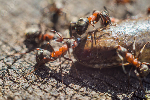 aggressive red ants attack slow worm © Rafał Bieroza