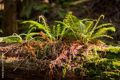 Sword Ferns on top of nose log in the coastal Douglas fir forest 