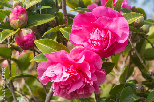 Pink flower of camellia in a garden