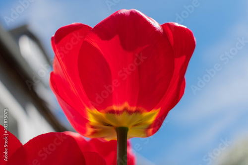 Red tulip against the blue sky.
Close-up.