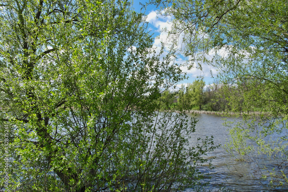 Spring  rural landscape, pond in village