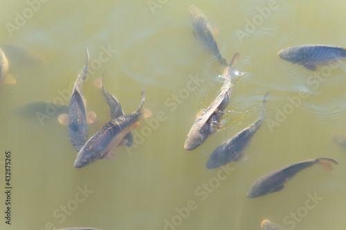 Freshwater carp fish - Cyprinus carpio. A few carp fishes under water.