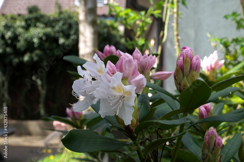 Rhododendron, Blühte, Garten Strauchgewächs