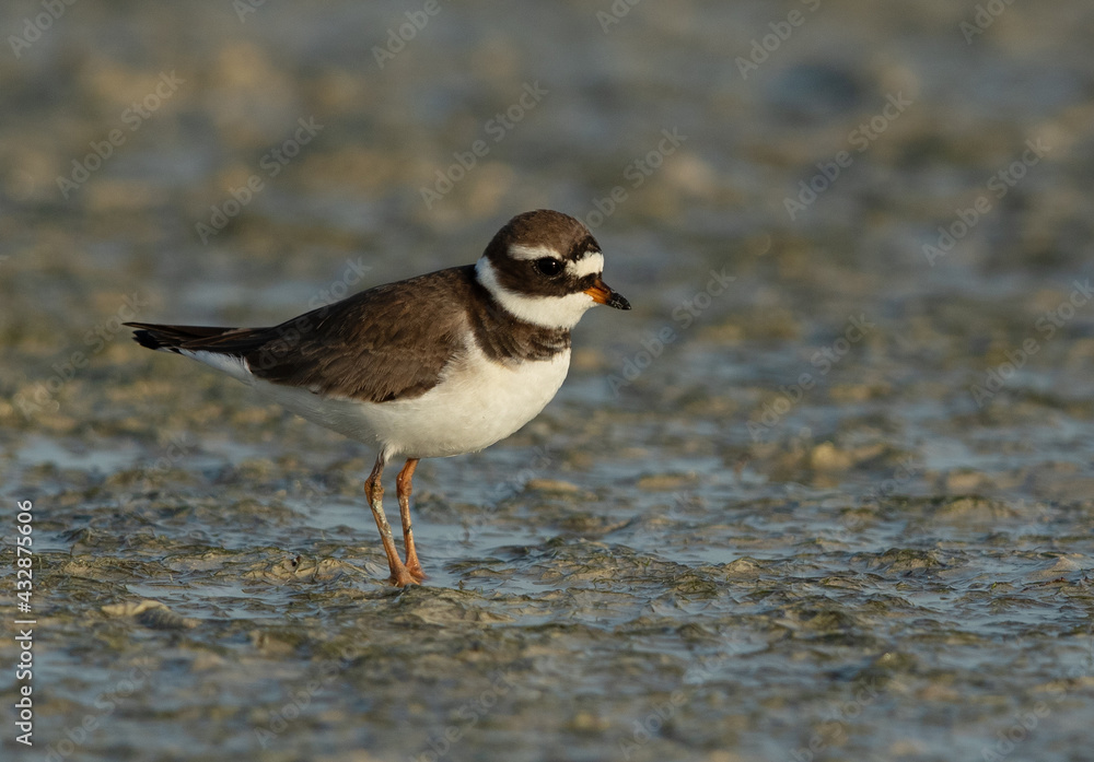 Common ringed plover at Busaiteen coast of Bahrain Common ringed plover at Busaiteen coast of Bahrain