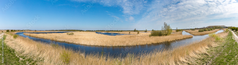 View over the wetland in natural park and protected area with yellow reed, water and blue sky in Lauwersmeer, The Netherlands