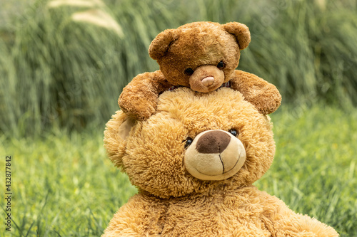 Tender teddy bear