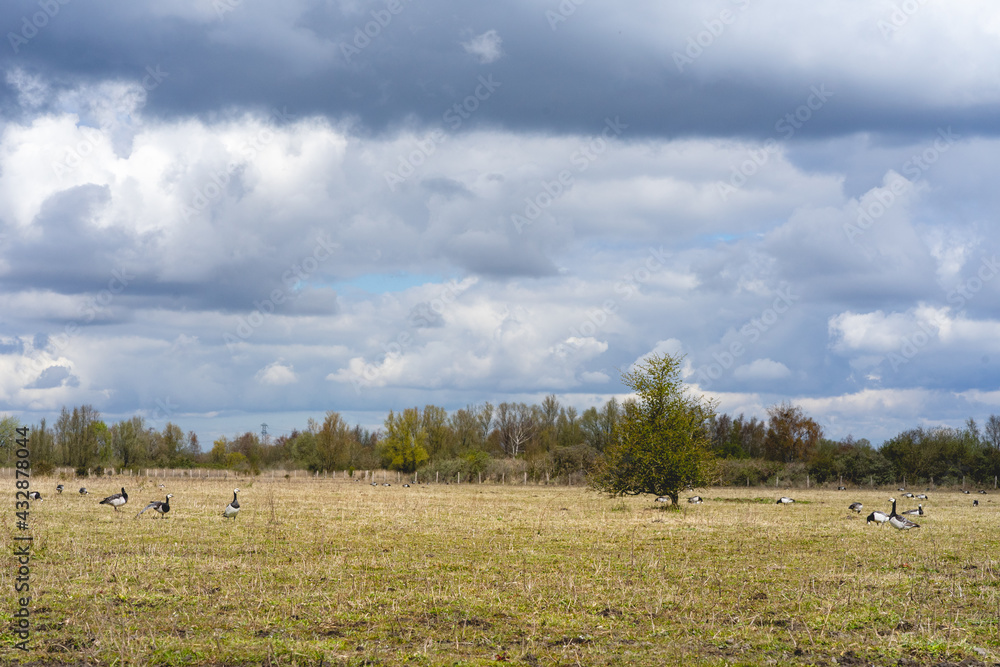 Obraz premium Wildpark Ooltgensplaat