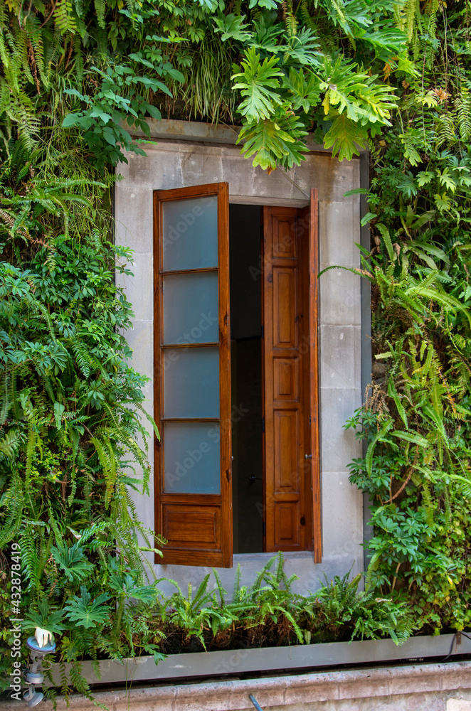 Windows of the house covered in green clusters