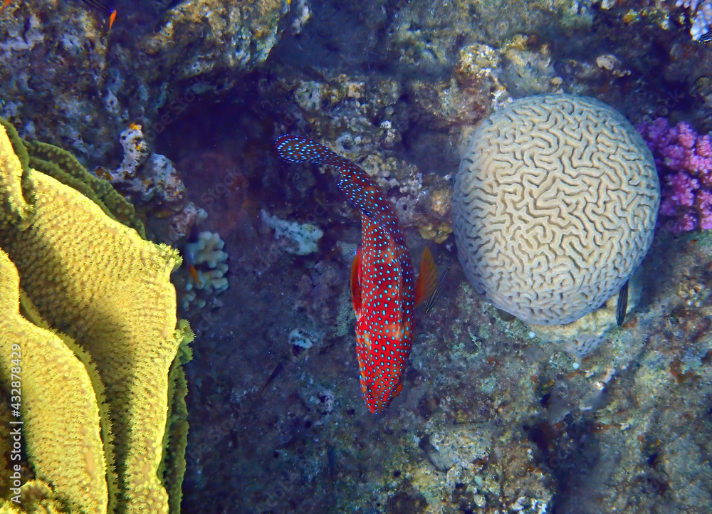 Red coral grouper, scientific name is Cephalopholis miniata, inhabitant of coral reefs of the Red Sea, Middle East, selective focus on the fish Red coral grouper, scientific name is Cephalopholis miniata, inhabitant of coral reefs of the Red Sea, Middle East, selective focus on the fish