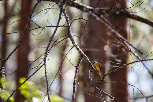 Beautiful bird, Grey-chinned Minivet ( Pericrocotus solaris ) in nature