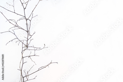 tree branch without leaves on a light background