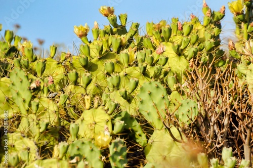 Pricly Pear Wild Green Succulent Cactus Near The Ocean photo