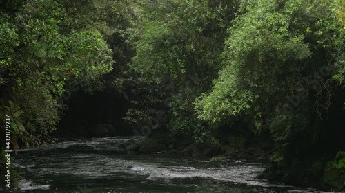 The Kaituna river runs through native forest on its way to the coast. Rotorua, New Zealand. photo