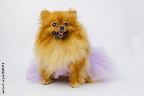 Cute set of clear pomeranian puppies in purple on a background isolated from white background.