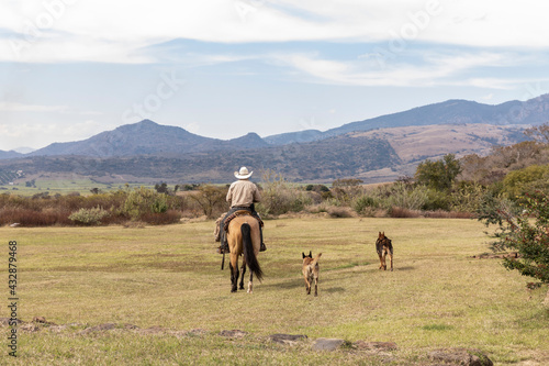 muleteer returning home with his guard dogs, long day of work