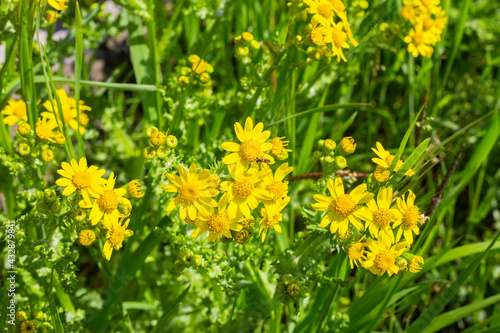 Yellow bright wildflowers on a background of green grass on a summer day. Beautiful floral natural background