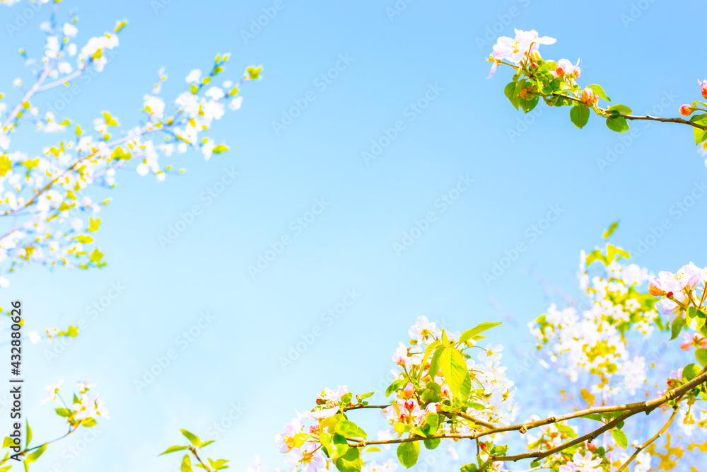 Spring background, frame for text, template. The blue sky is framed by branches with sakura flowers and green young leaves Spring background, frame for text, template. The blue sky is framed by branches with sakura flowers and green young leaves