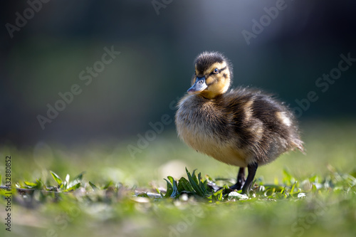 The ducks in the park swim in the creek and walk on the shore in the grass. photo