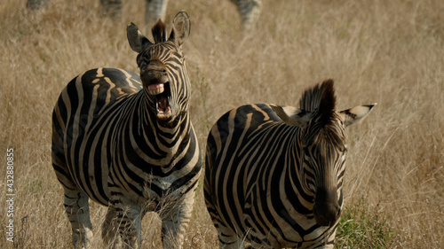 Plains Zebra on African Savannah  Africa Wildlife  South Africa