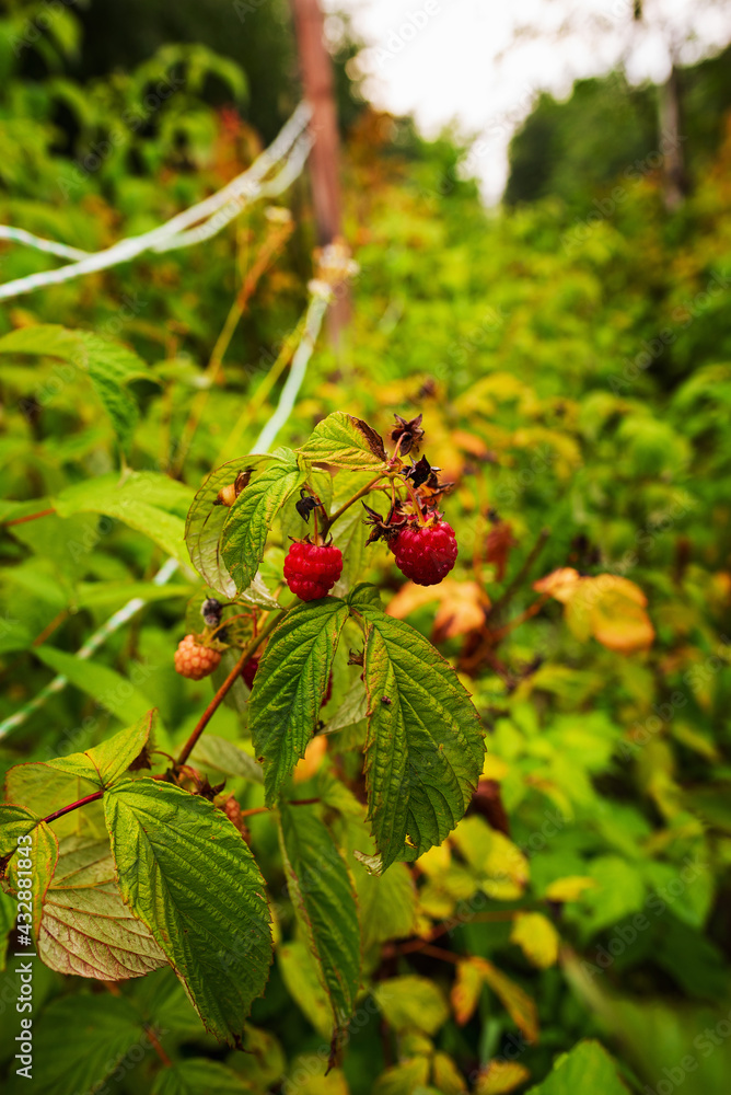 The season for picking ripe raspberries in the garden The season for picking ripe raspberries in the garden