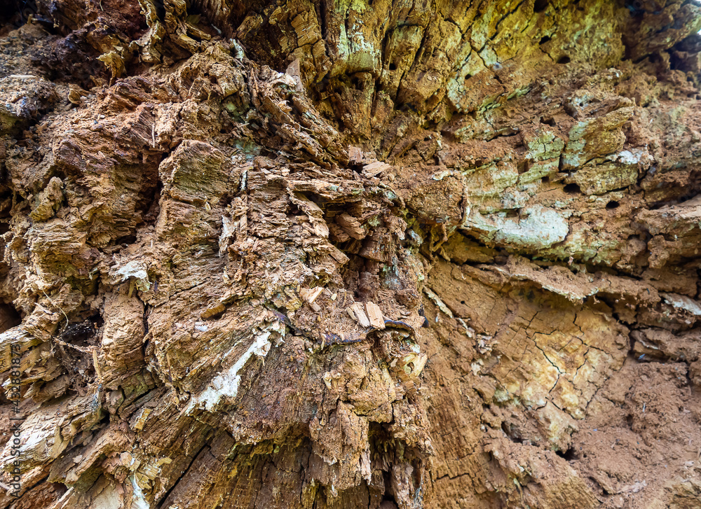 The structure of rotten wood. The structure of rotten wood.