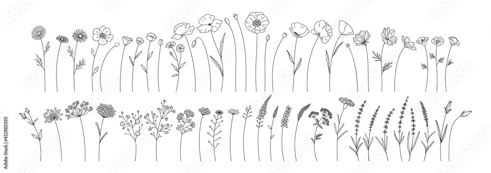 Wildflowers set, line style hand drawn flowers. Meadow herbs, wild plants, botanical elements for design projects. Vector illustration. - obrazy, fototapety, plakaty 