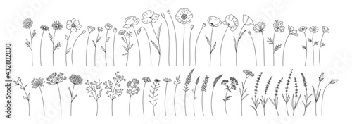 Wildflowers set, line style hand drawn flowers. Meadow herbs, wild plants, botanical elements for design projects. Vector illustration.