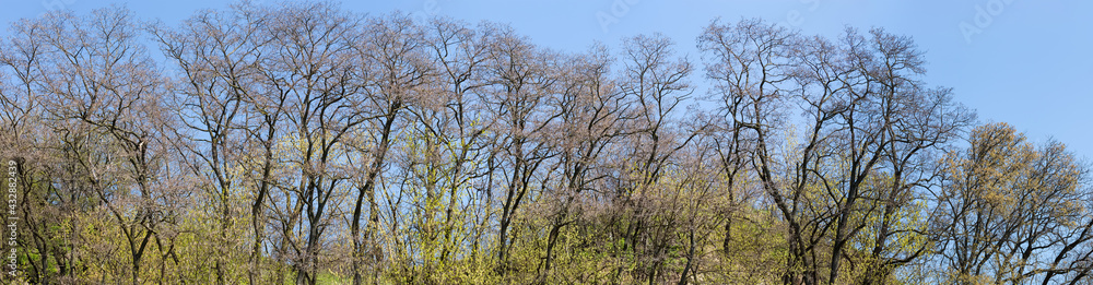Old plantings of black locust trees against a clear sky Old plantings of black locust trees against a clear sky