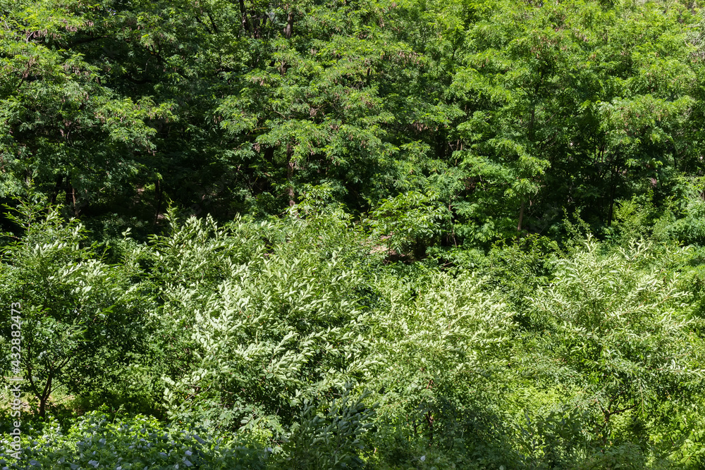 Background of trees and shrubs branches in summer windy weather Background of trees and shrubs branches in summer windy weather