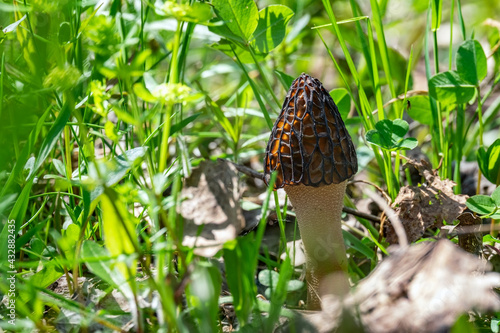 Little morel mushroom (Morchella conica).