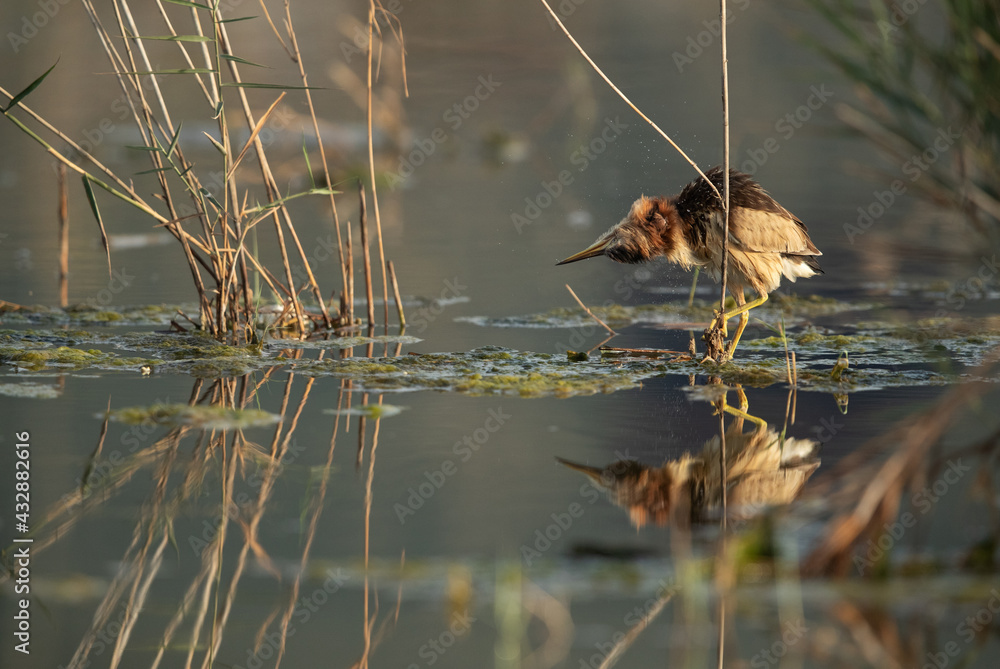 Little Bittern at Asker marsh with reflection on water, Bahrain Little Bittern at Asker marsh with reflection on water, Bahrain