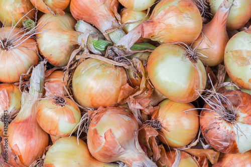 Background of freshly harvested young bulb onions, top view