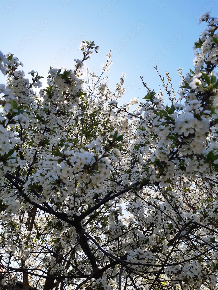 cherry blossom in spring